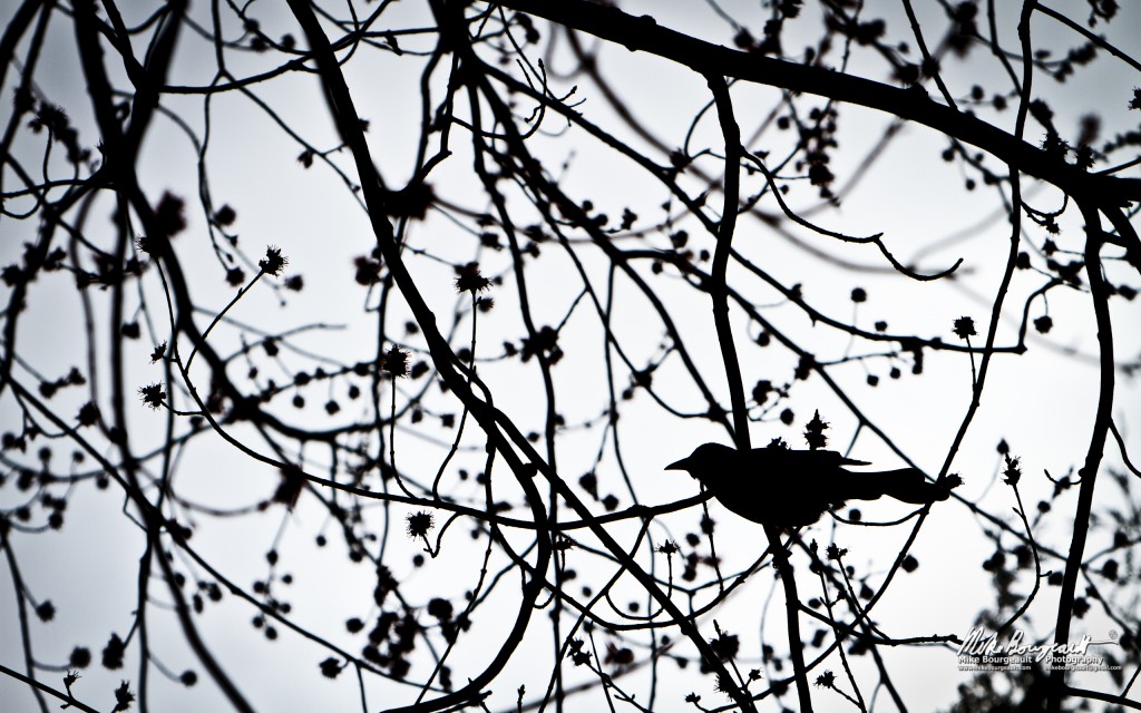 Bird in a Tree