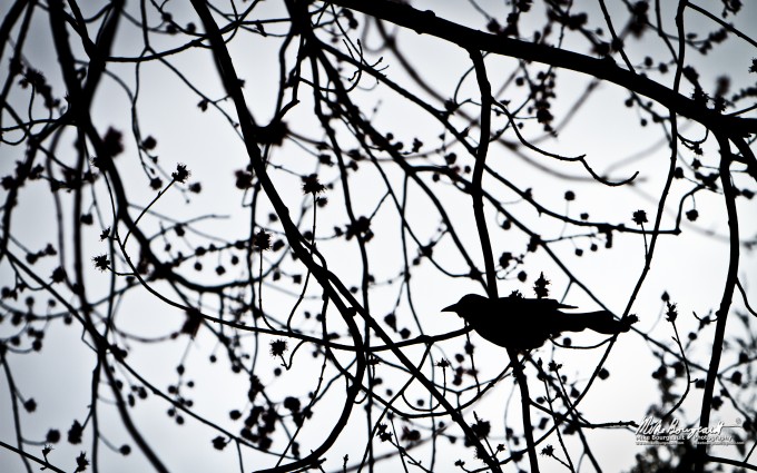 June 20, 2012 – Bird In A Tree