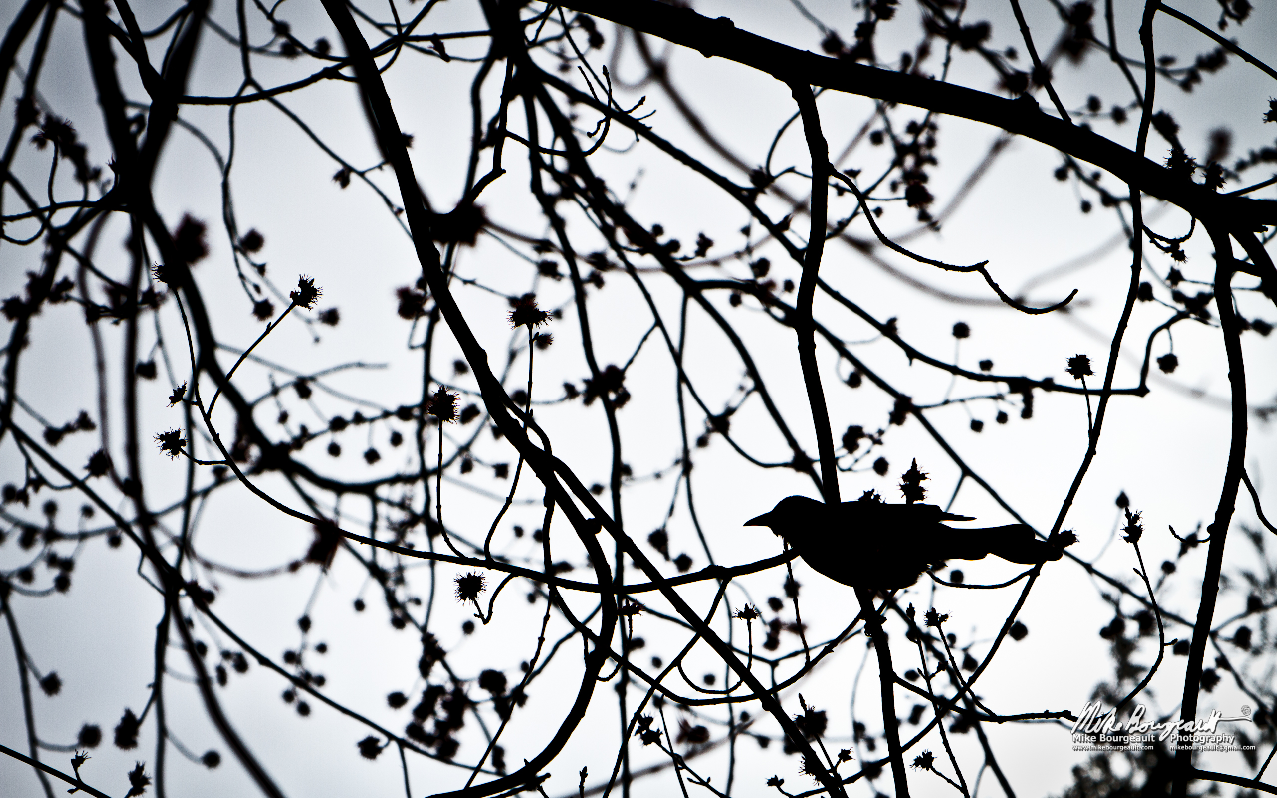 June 20, 2012 – Bird In A Tree